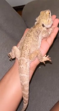 a bearded dragon named Indy, who’s about the length of a human arm